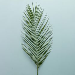 Palm leaf on blue background
