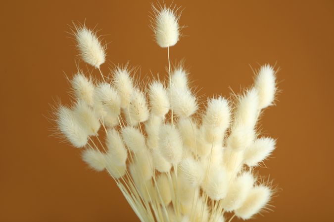 Top of dried bunny tail bouquet in brown room