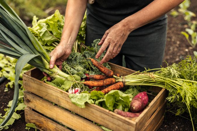 Vegetable farmer arranging fresh organic produce into a crate on an organic farm