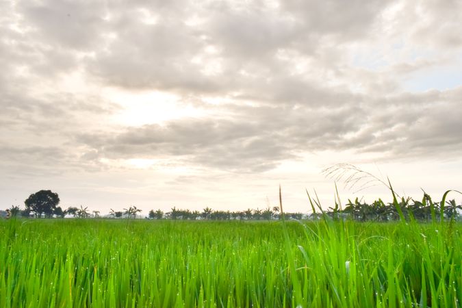 Lush green field under cloudy sky in Indonesia