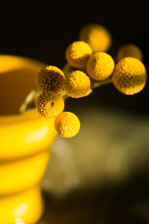 Craspedia flower in vase