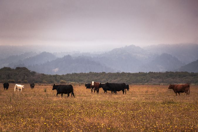 Cattle grazing in dry mountain field on overcast day