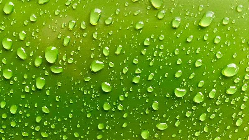 glistening water droplets clinging to a vibrant green surface