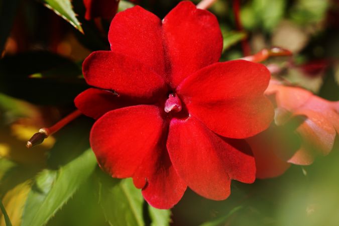 Bright red flowers on green bush in garden