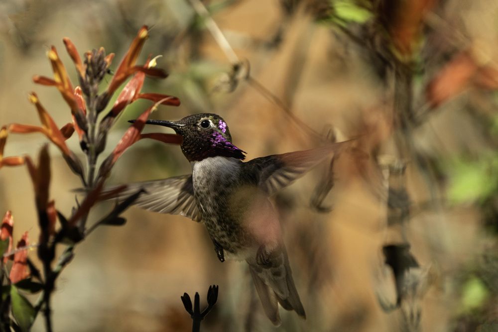 Costa's purple Hummingbird at the Arizona-Sonora Desert Museum in Tucson, Arizona