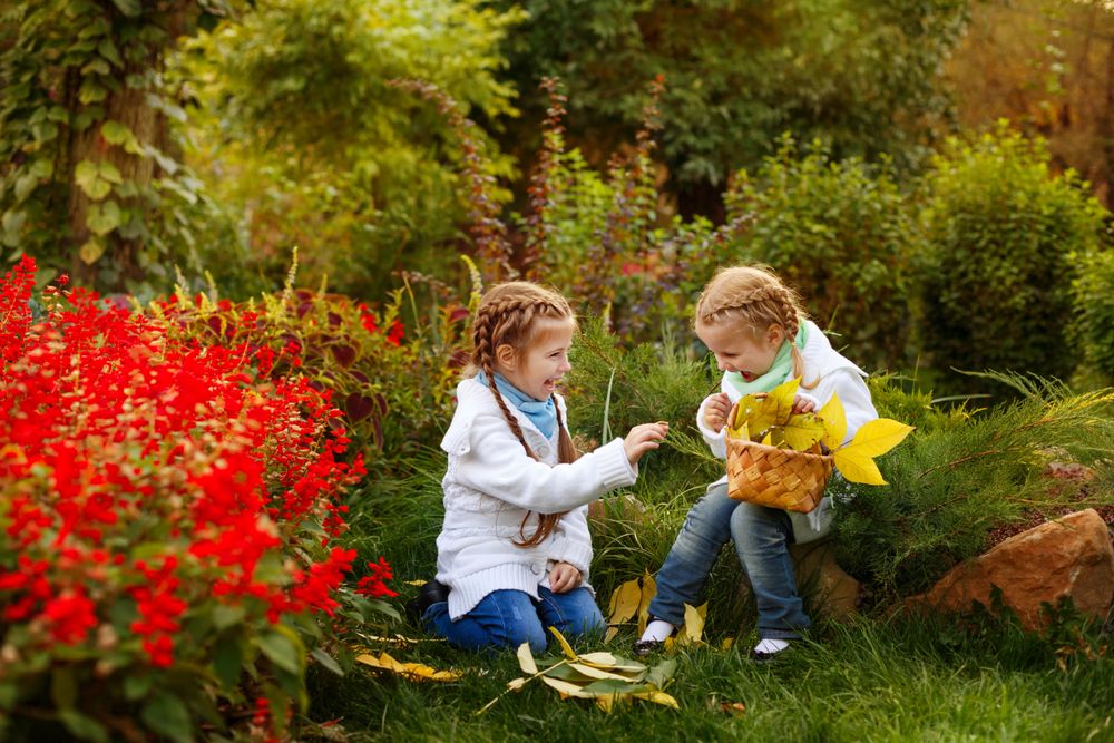 Two young blonde girls collecting autumn leaves among red hedge of flowers