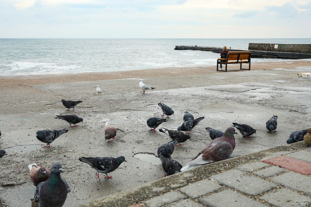 Many pigeons near the sea, on the shore