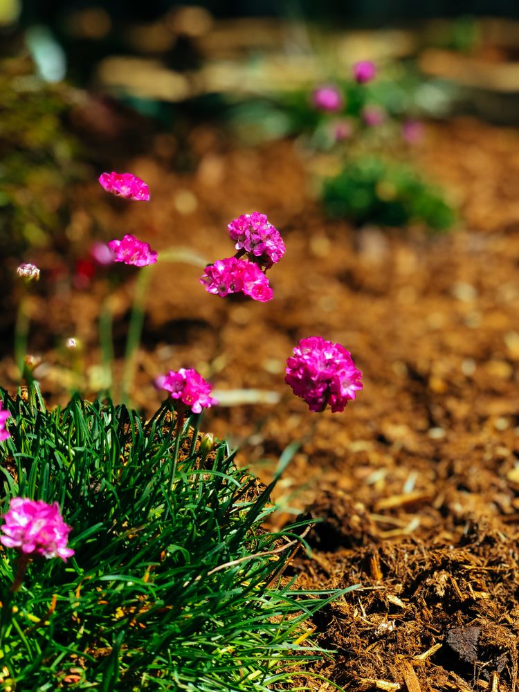Pink flowers in garden