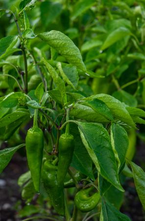 Field with green hot chilli pepper