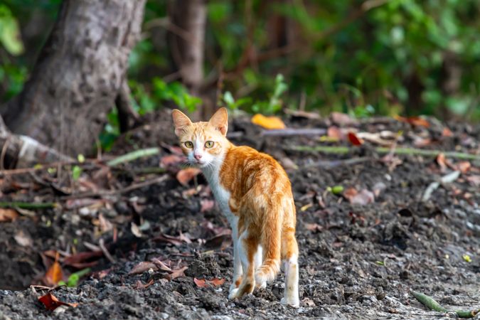 Orange Cat