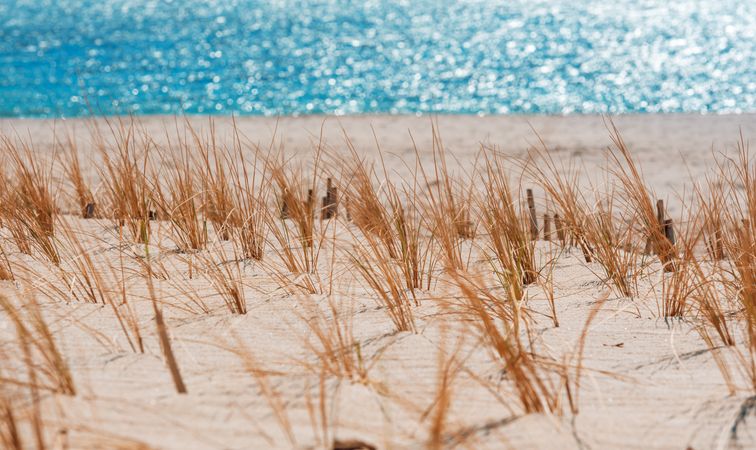 Dry marram grass on the beach on Sylt island, Germany