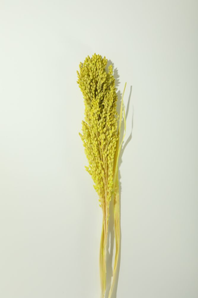 Vertical composition of Bouquet of yellow reed grass in plain room