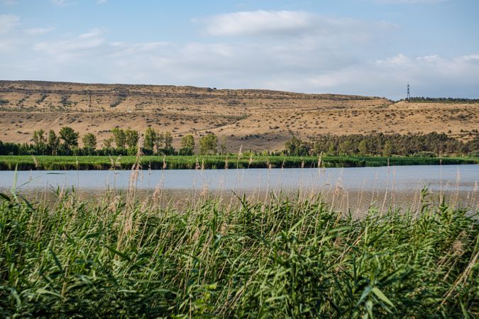 Cane plant on the Lisi lake