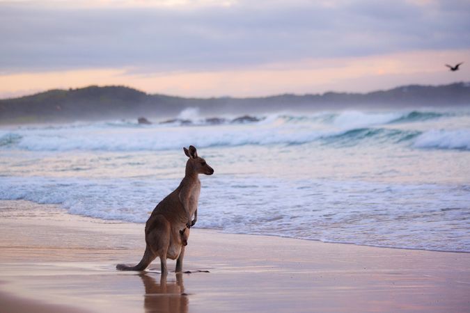 Brown kangaroo on beach shore