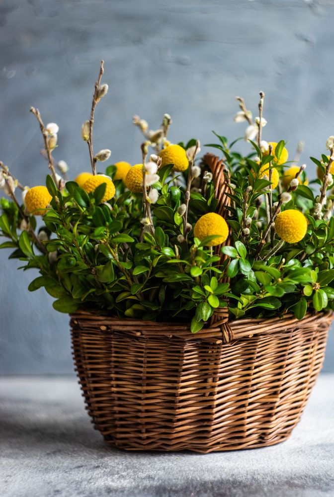 Easter card concept with fresh basket of greenery with decorative eggs with space for text