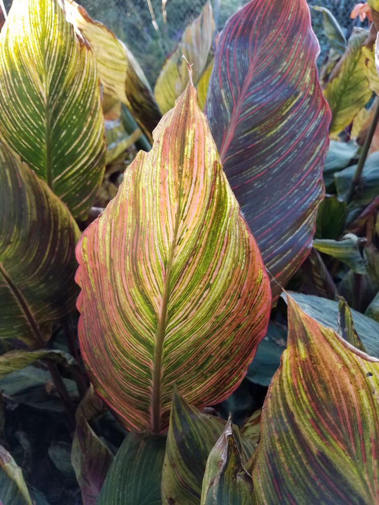 Large canna phasion leaf catching the sunlight