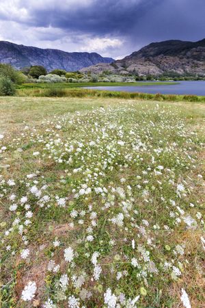 Blooming meadow on coast of lake in mountain range