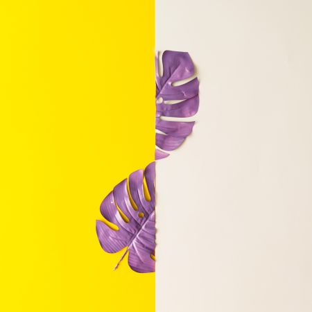 Purple split painted tropical leaf on light and yellow background