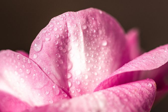 Close up of water droplets on pink petals