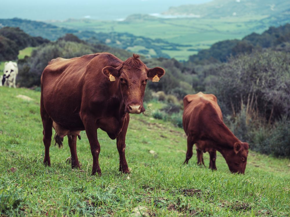 Herd of red poll cows pasturing in green valley