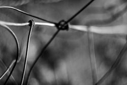 Tense barbed wire