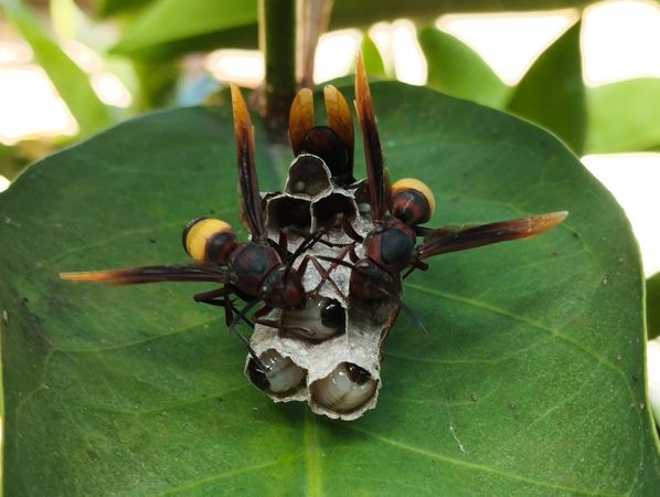vespa wasp nest hanging on a leaf, feeding larvae