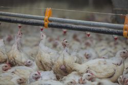 Poultry at chicken farm