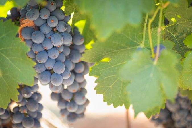 Vineyard with Lush, Ripe Wine Grapes on the Vine Ready for Harvest