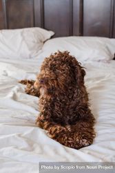 Brown dog on bed 5odZy4