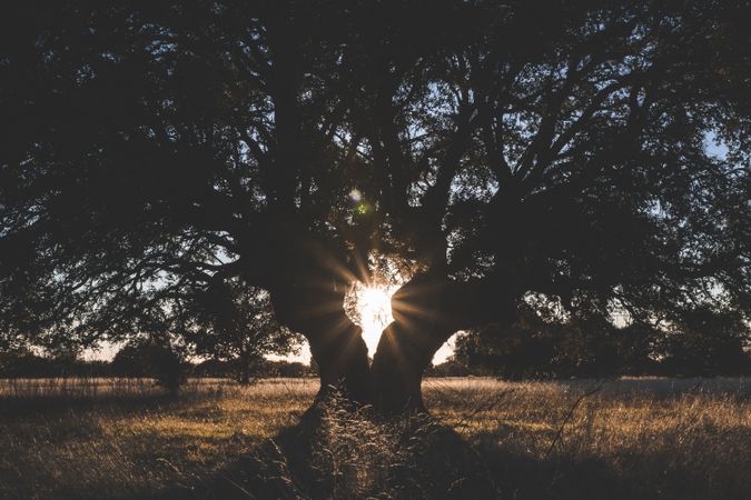 Big green tree on field in summer