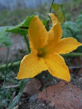 pumpkin flower