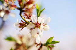 Almond Tree branch with flowers in garden and blue sky