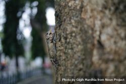 Draco volans lizard climbing up tree 4BG3Pb
