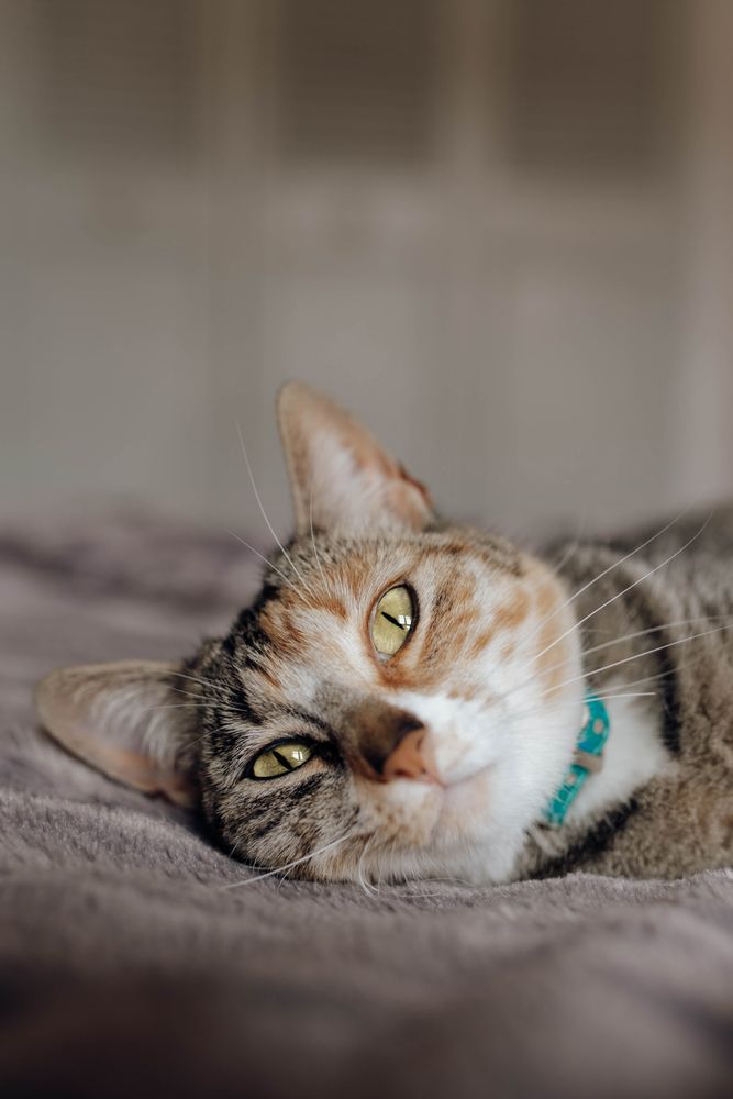 Cat lying on comfortable bed