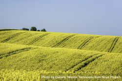 Rapeseed hills under a clear sky 0PElg5