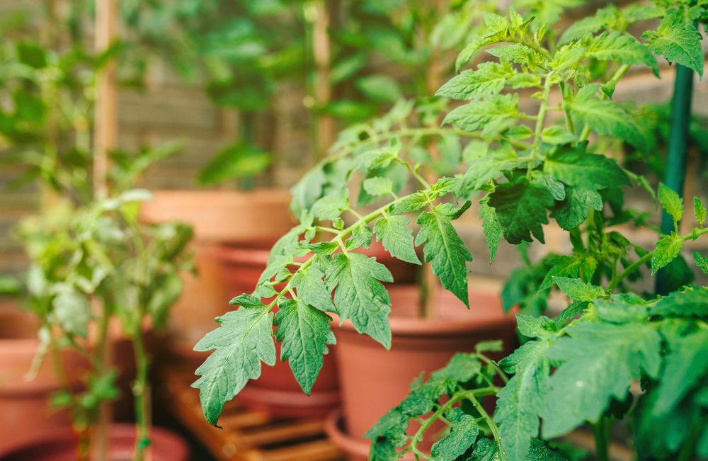Tomato plant leaves growing on ceramic pots on a vegetable garden in balcony