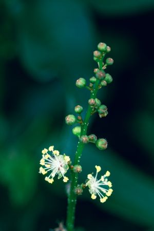 the delicate beauty of a grass flower, showcasing its slender, feathery petals and intricate structure