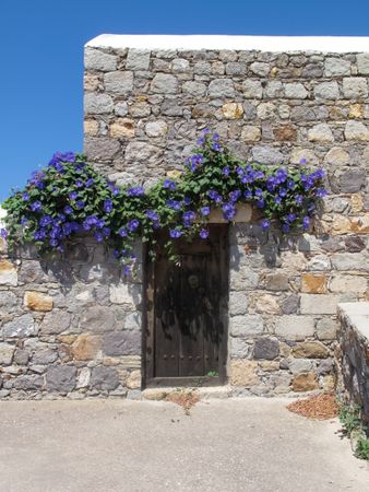 Patmian door under hanging morning glory vine