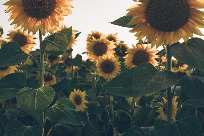 Sunflowers on background of blue sky