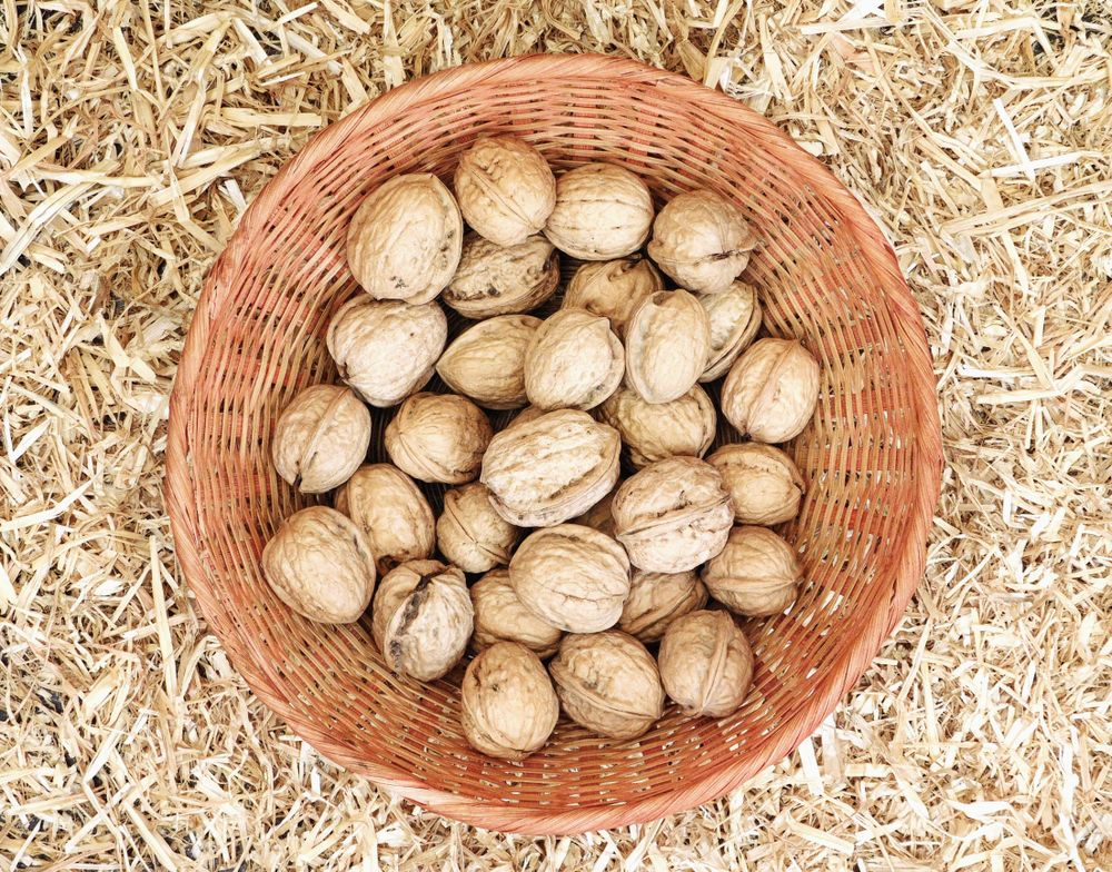 nuts