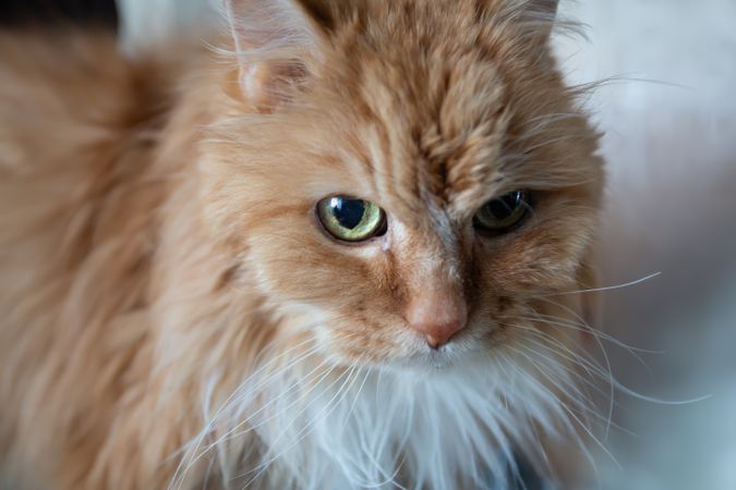 Close-Up Portrait of Ginger Cat