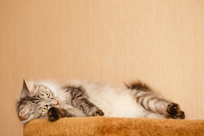 Grey cat lounging on orange carpet platform