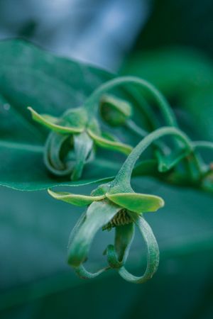 the elegant beauty of the Cananga odorata flower, commonly known as kenanga