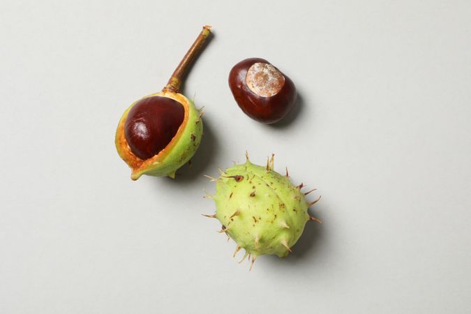 Fresh and ripe chestnuts, Autumn season chestnuts