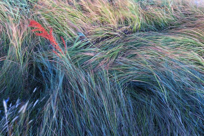 Green field of colorful grass