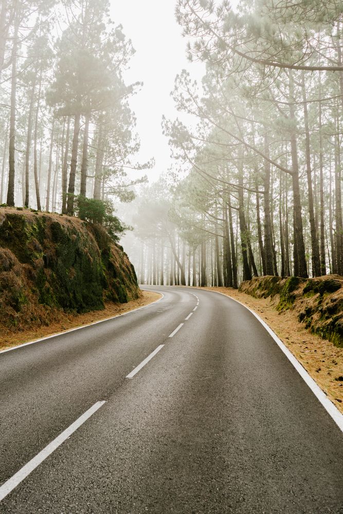 Asphalt road in foggy forest