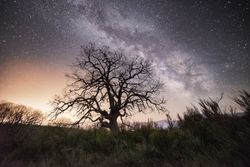Dry tree in high grass under starry sky