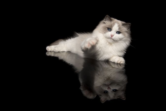 Pretty ragdoll cat with blue eyes lying down looking at the reaching to the camera with his paw on a dark background with reflection