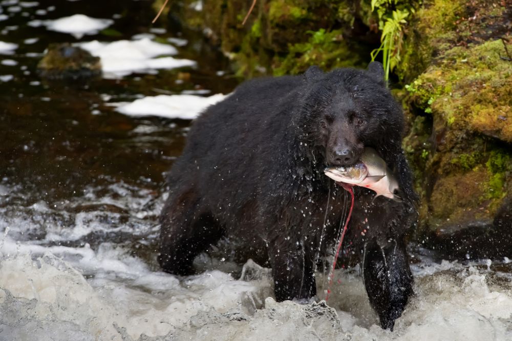 A bear looking at you while eating a salmon fish in a river