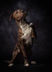 Proud adult spotted American Terrier dog